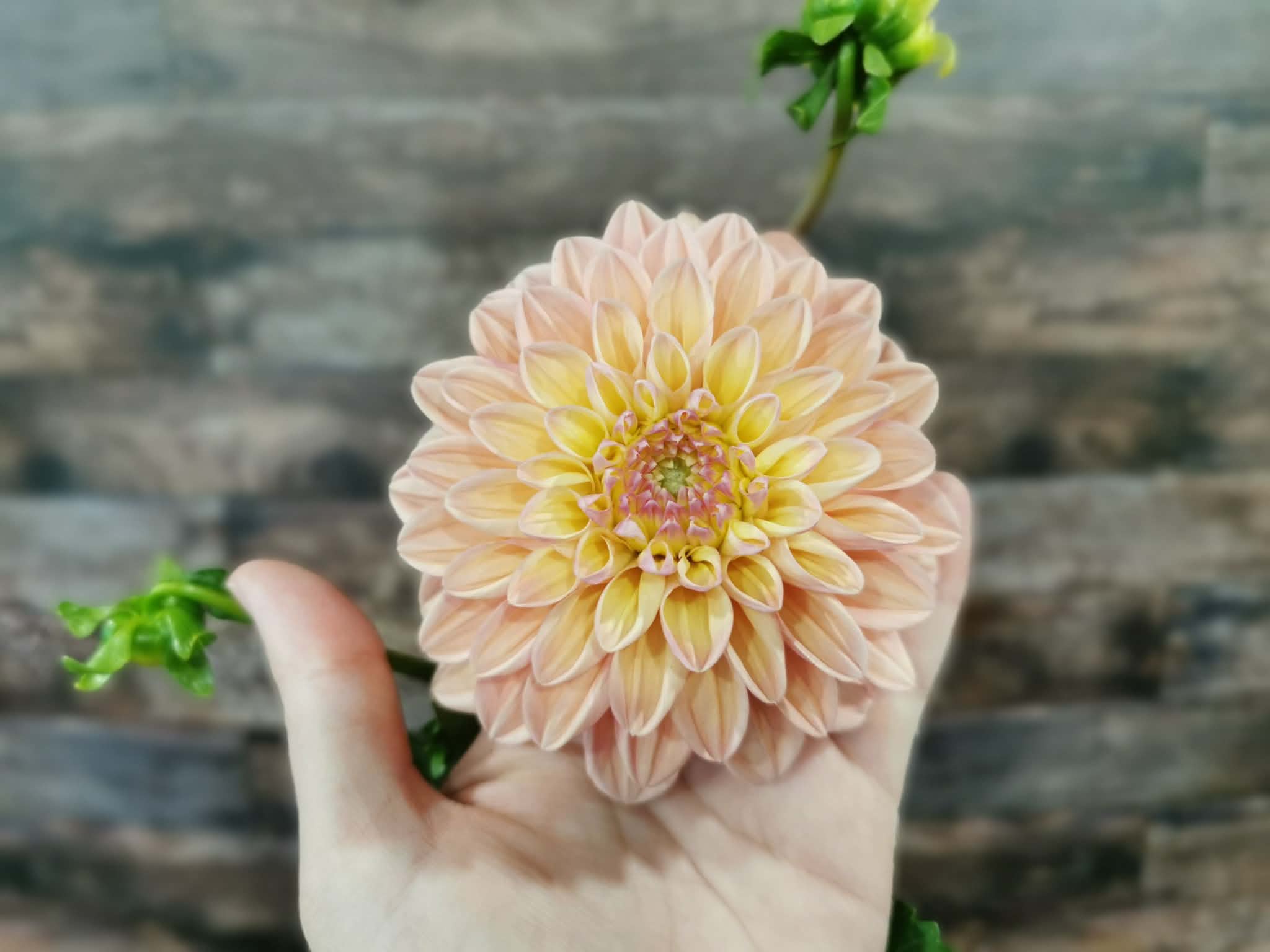 Florelie Kindness