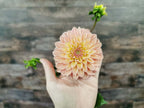 Florelie Kindness
