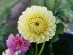 Florelie Limonata