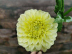 Florelie Limonata
