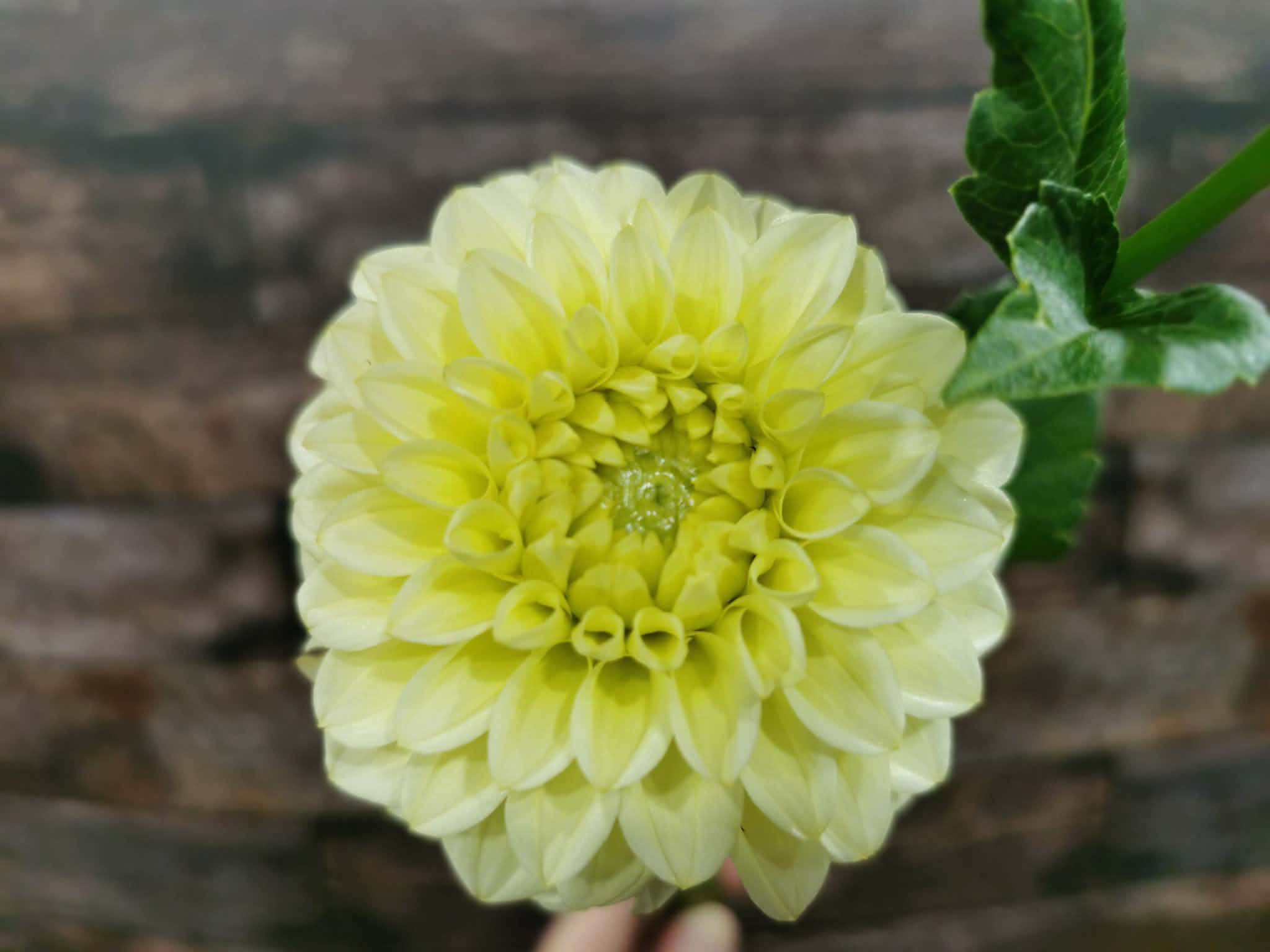 Florelie Limonata