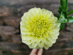 Florelie Limonata
