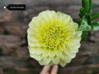 Florelie Limonata