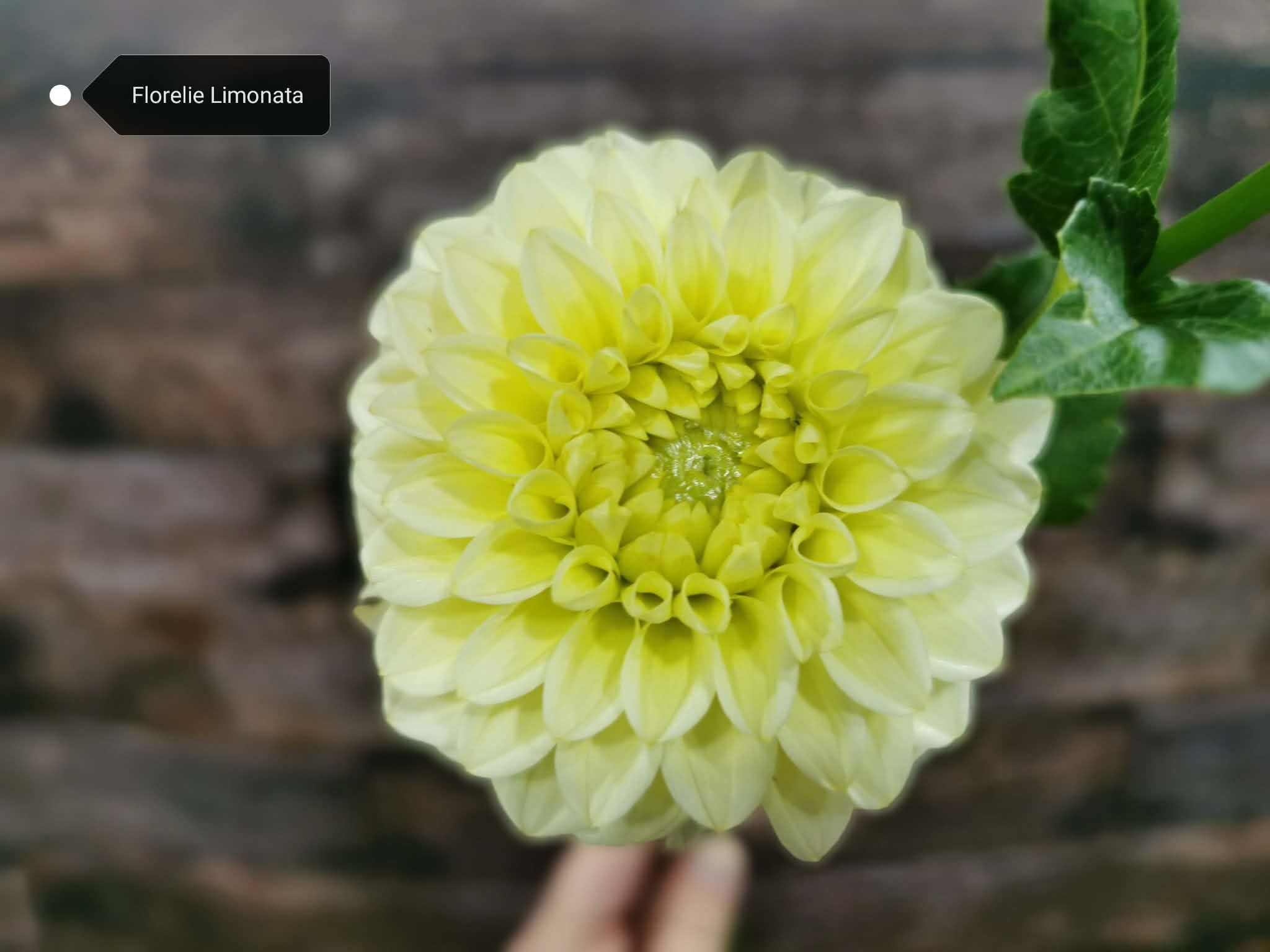 Florelie Limonata