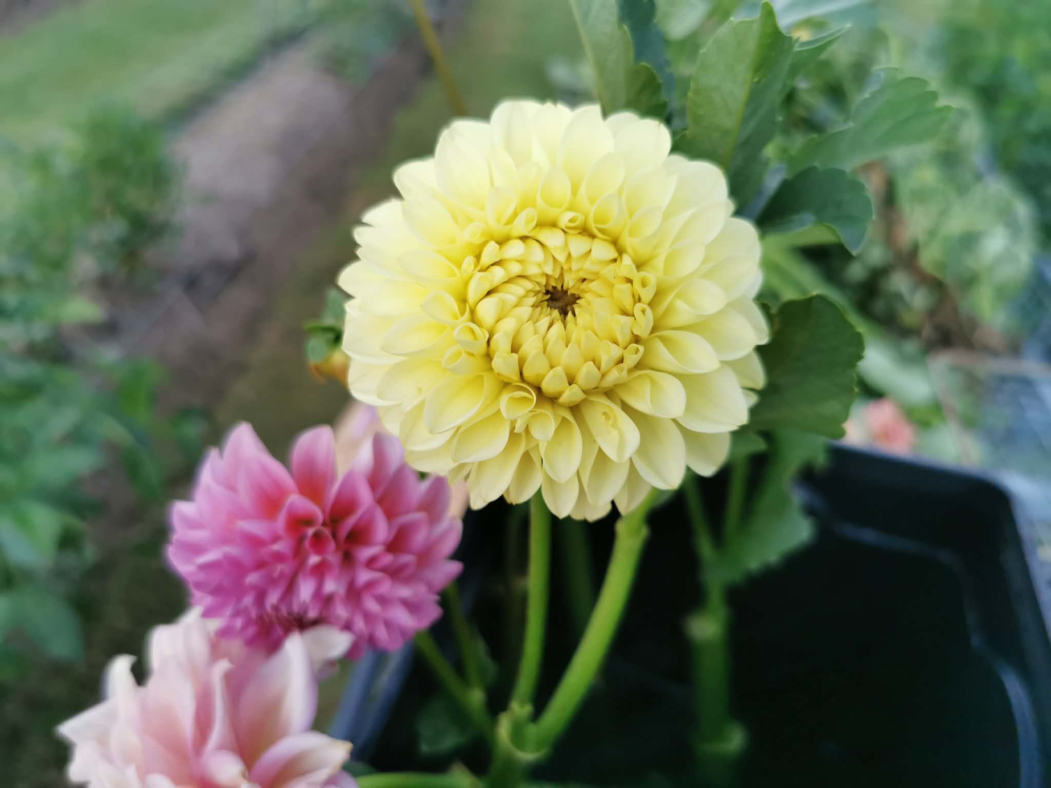 Florelie Limonata