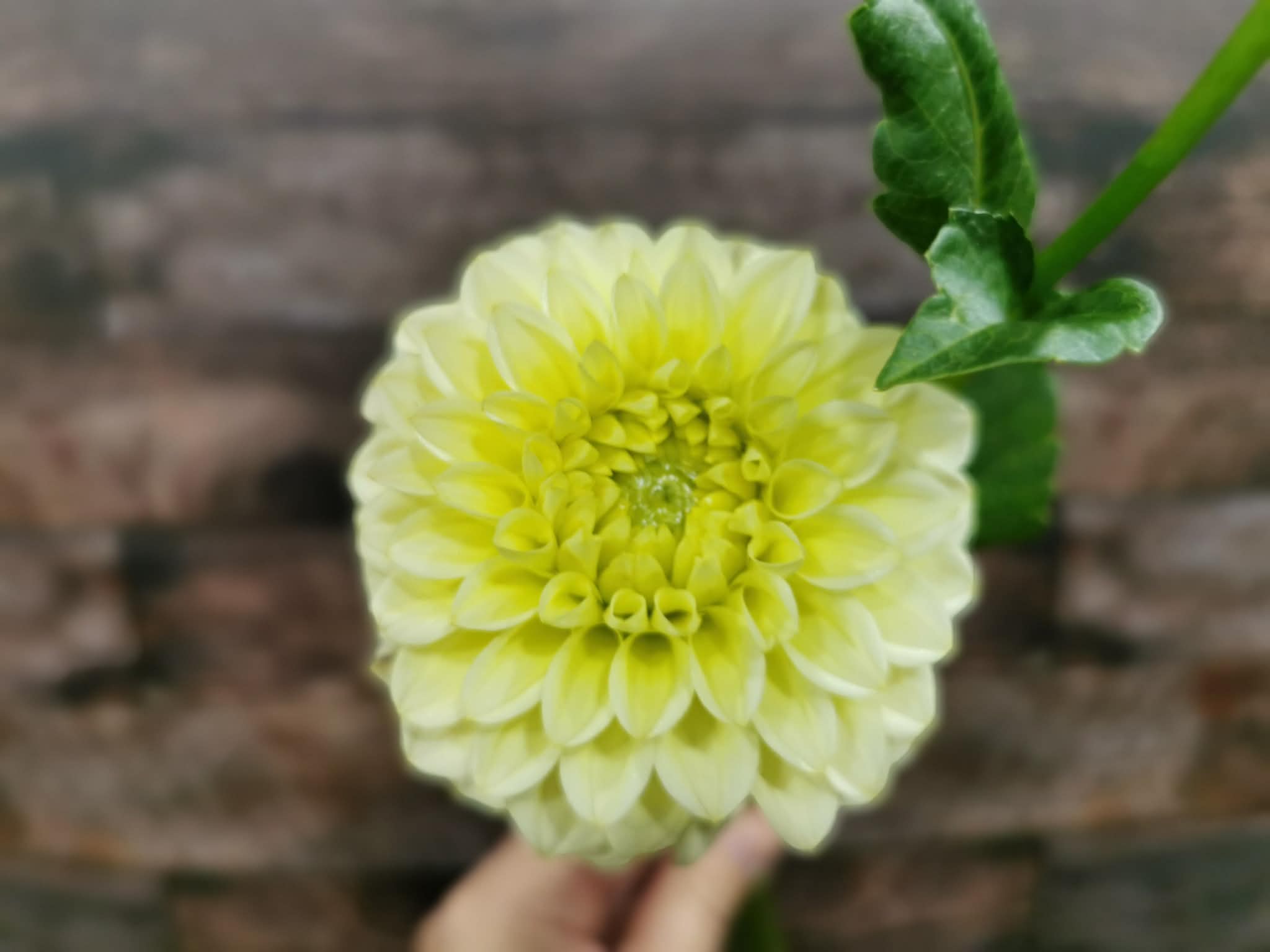 Florelie Limonata