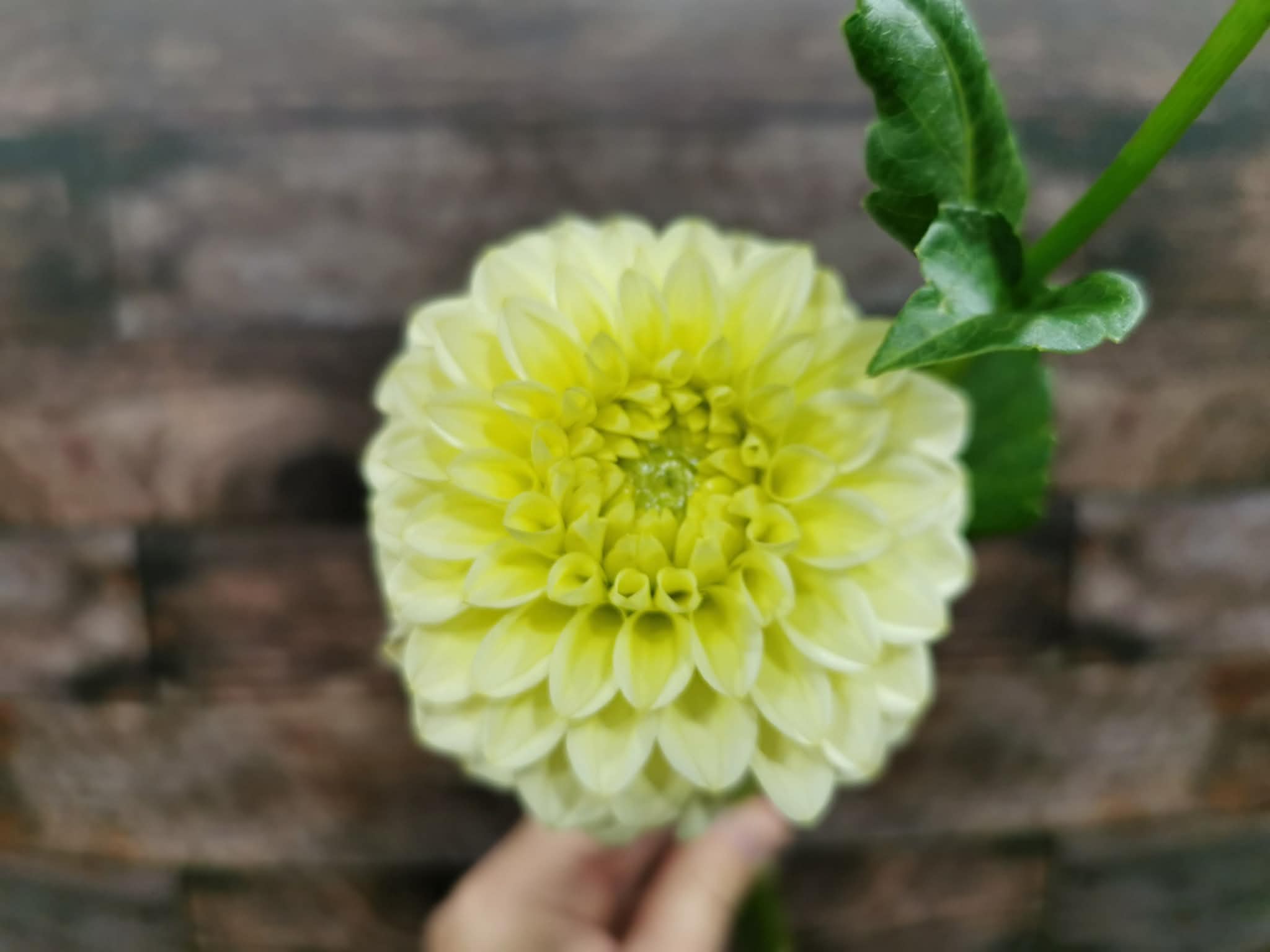 Florelie Limonata