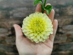 Florelie Limonata