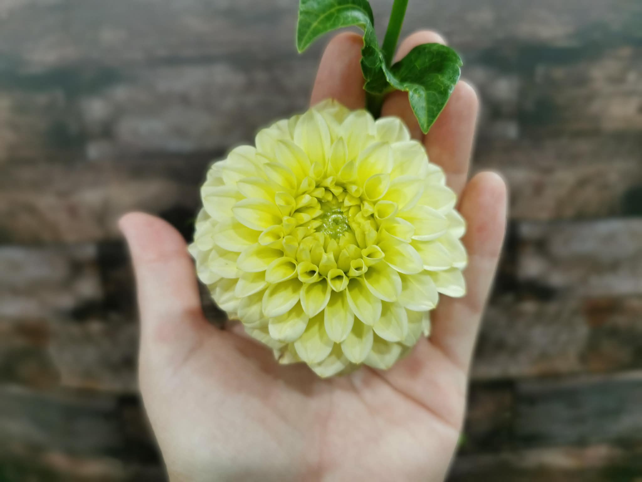 Florelie Limonata
