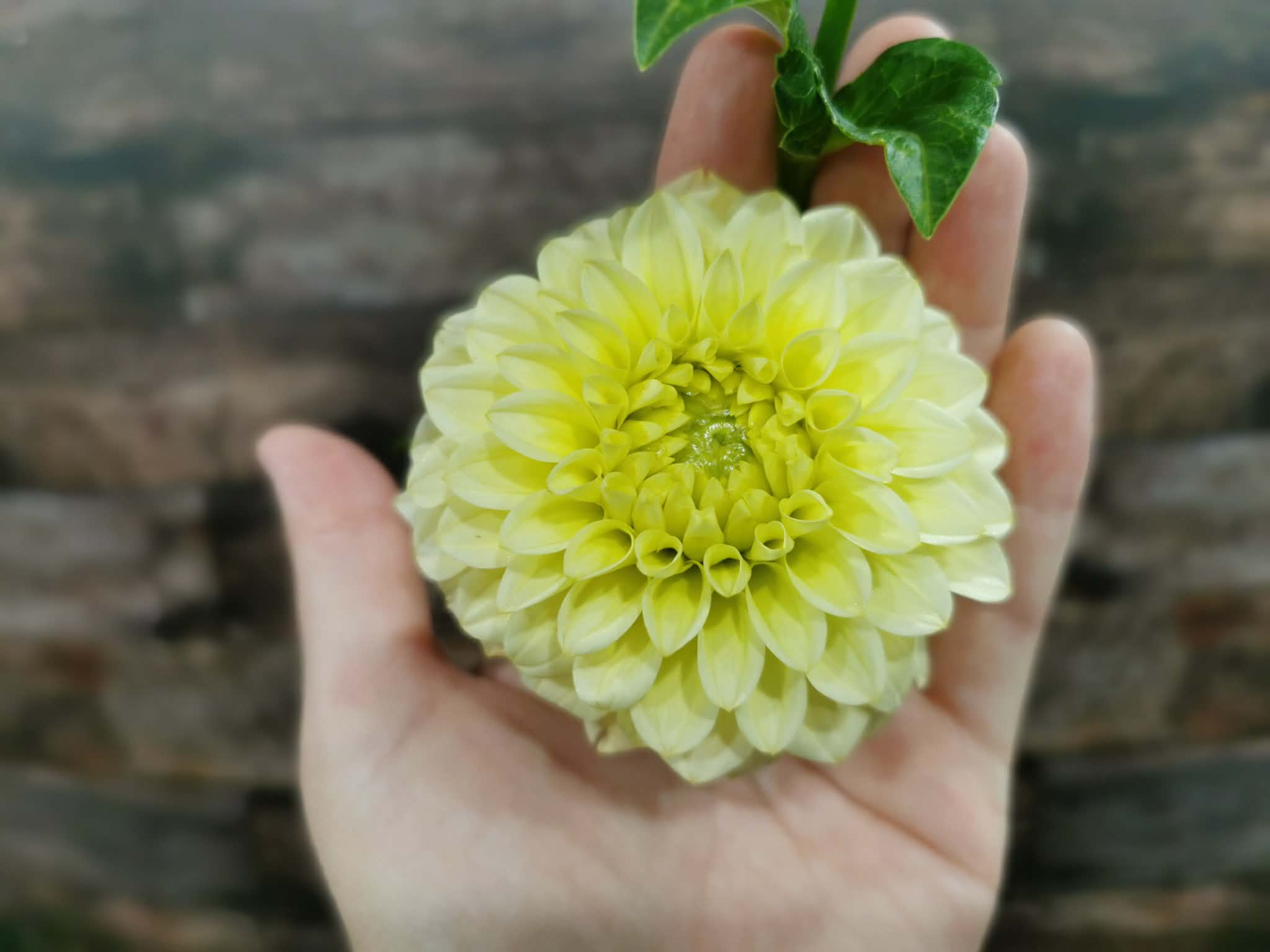 Florelie Limonata