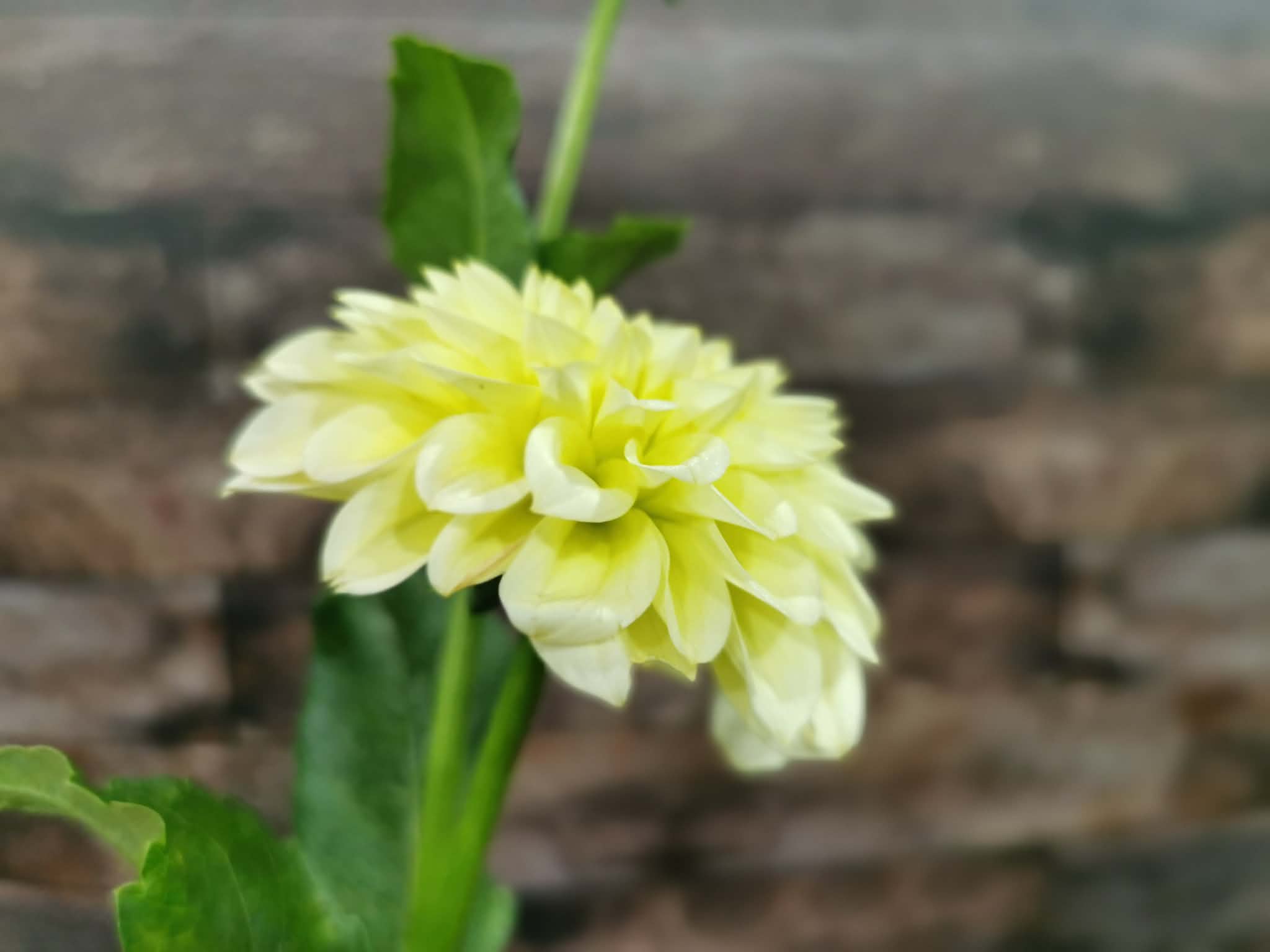 Florelie Limonata