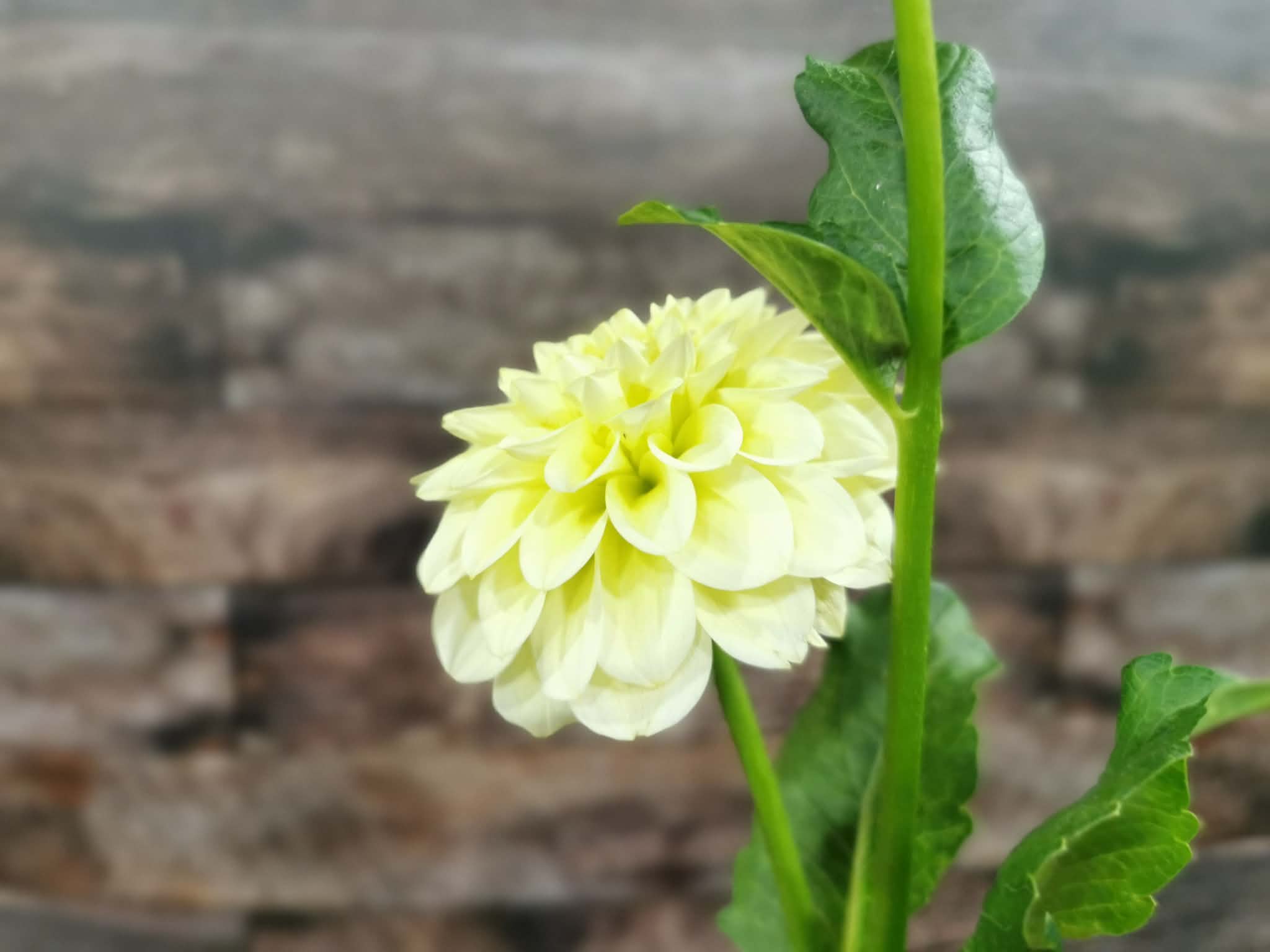Florelie Limonata