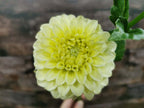 Florelie Limonata