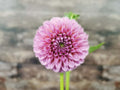 Florelie Lizzie Lou