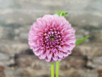 Florelie Lizzie Lou