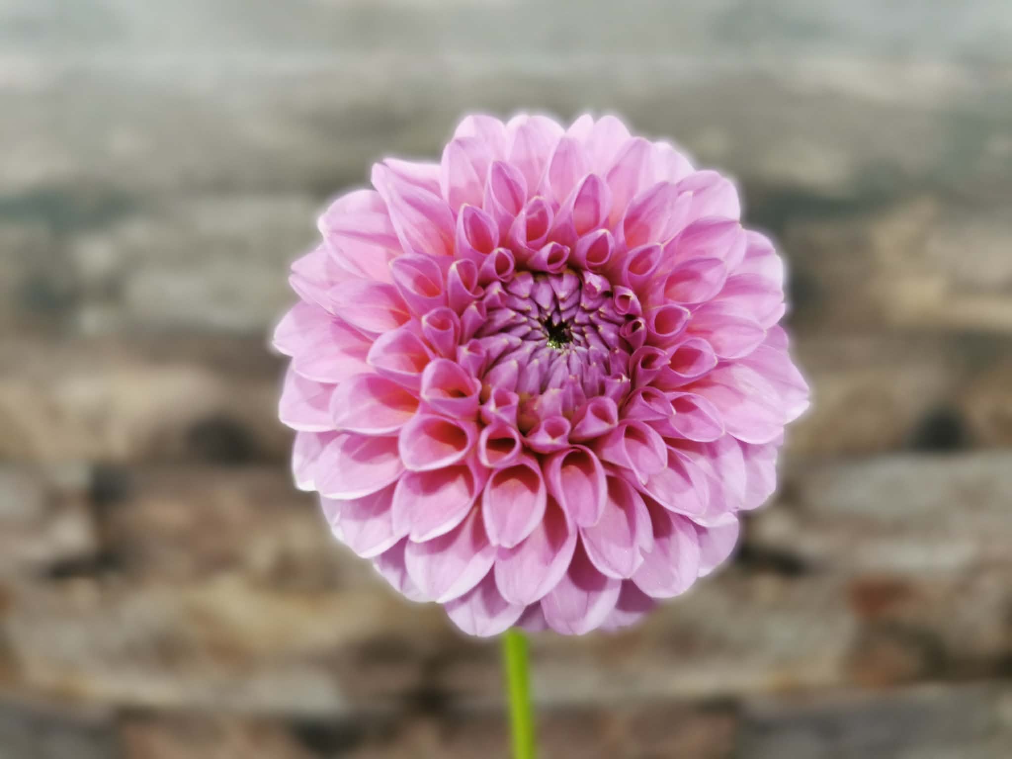 Florelie Lizzie Lou