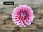 Florelie Lizzie Lou