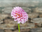 Florelie Lizzie Lou