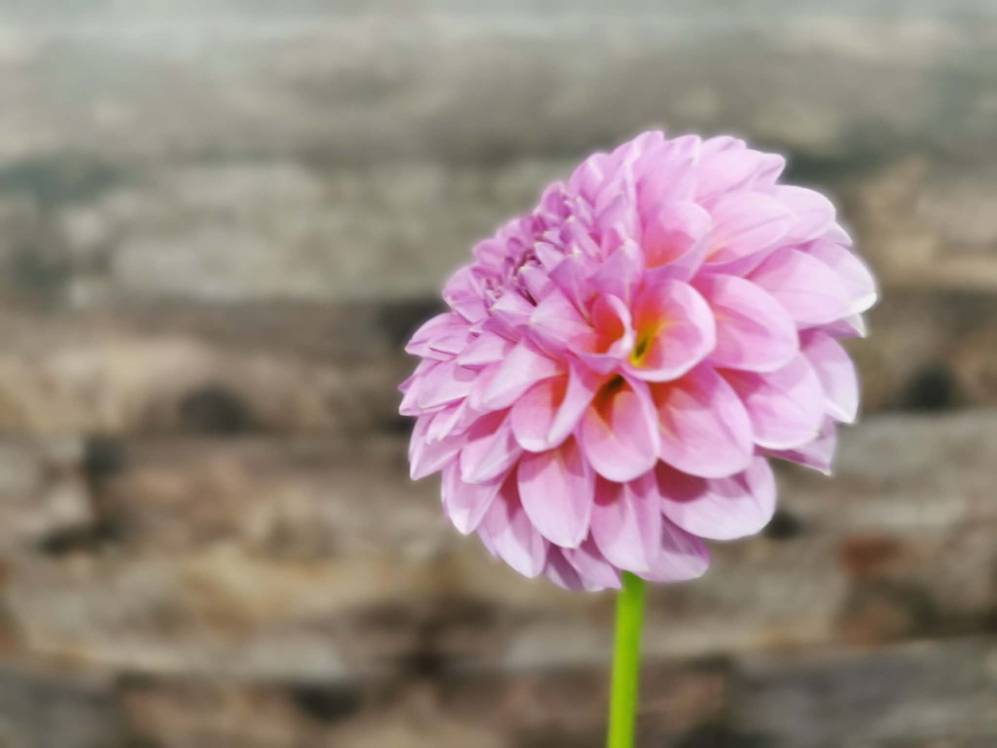 Florelie Lizzie Lou