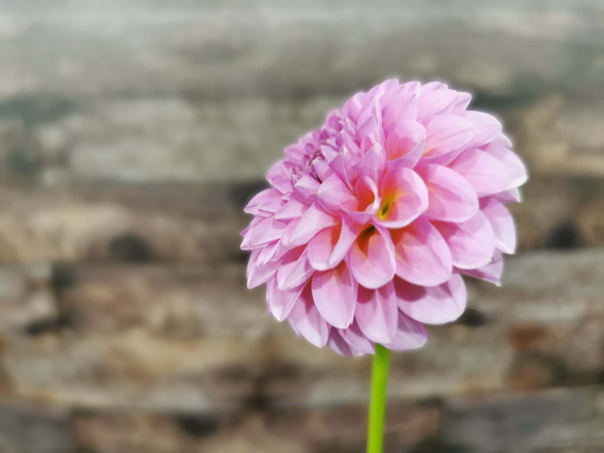 Florelie Lizzie Lou