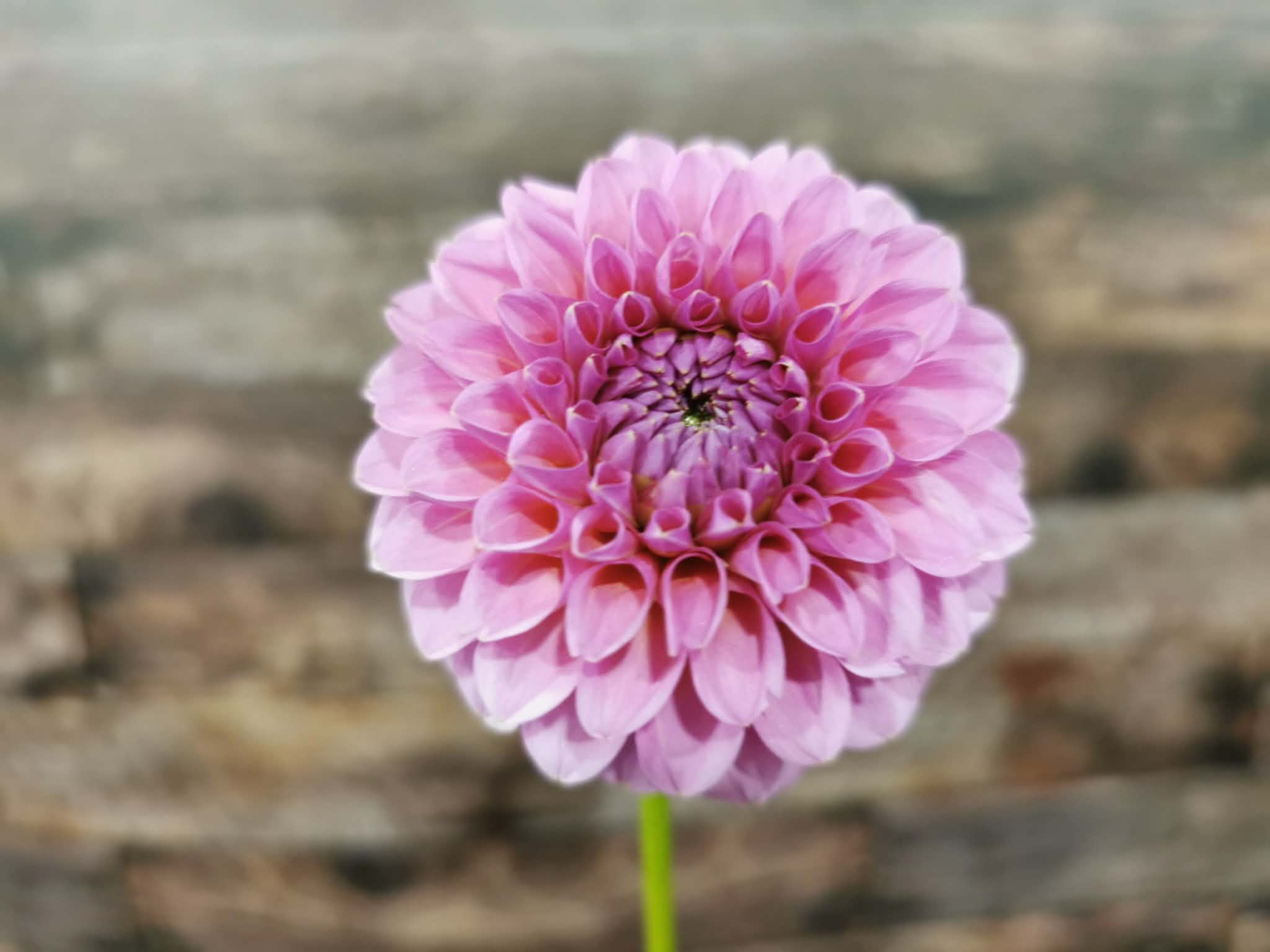 Florelie Lizzie Lou