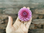 Florelie Lizzie Lou