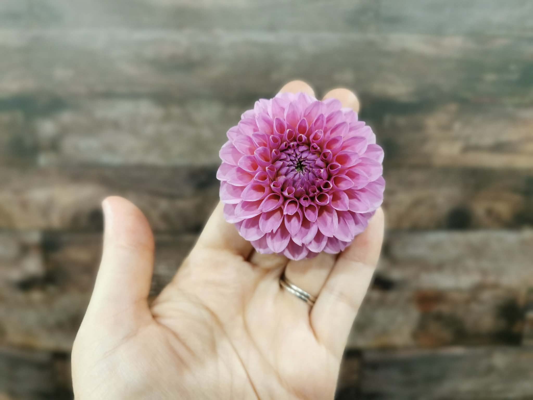 Florelie Lizzie Lou