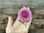 Florelie Lizzie Lou