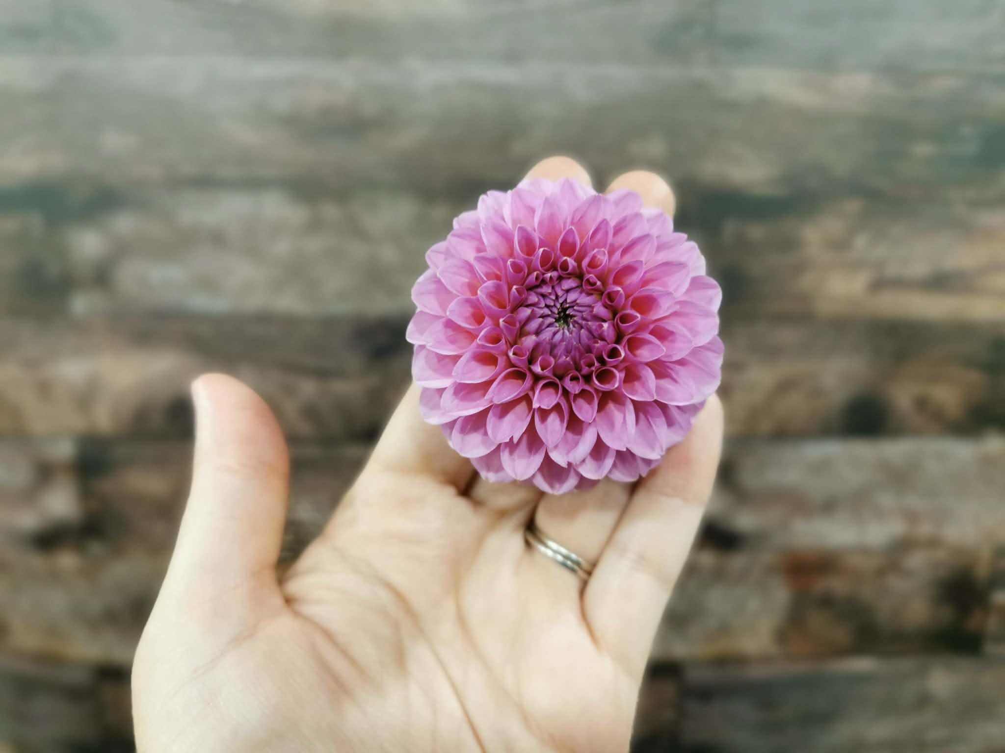 Florelie Lizzie Lou