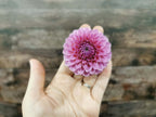 Florelie Lizzie Lou
