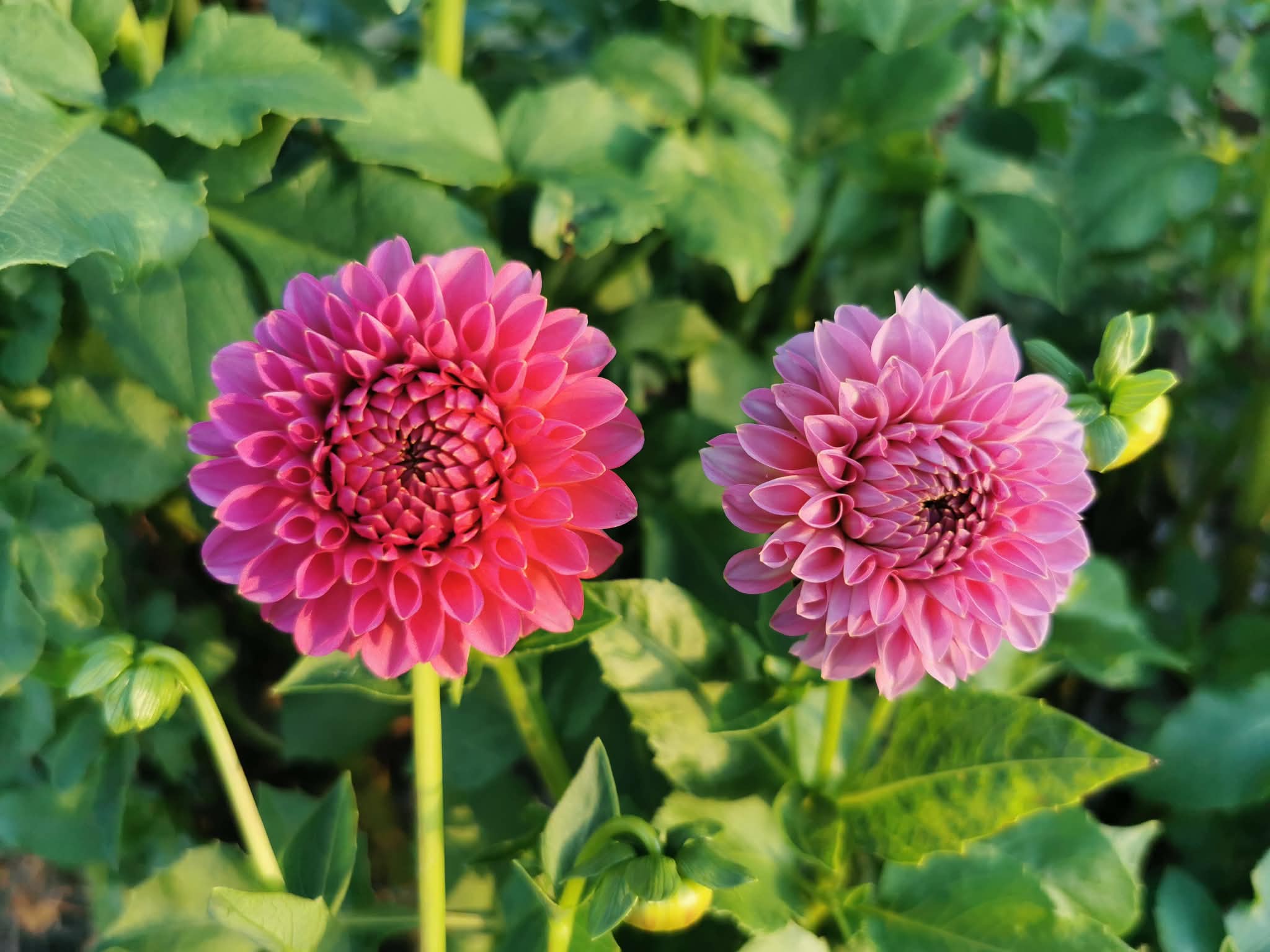 Florelie Lizzie Lou