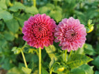 Florelie Lizzie Lou