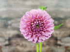 Florelie Lizzie Lou