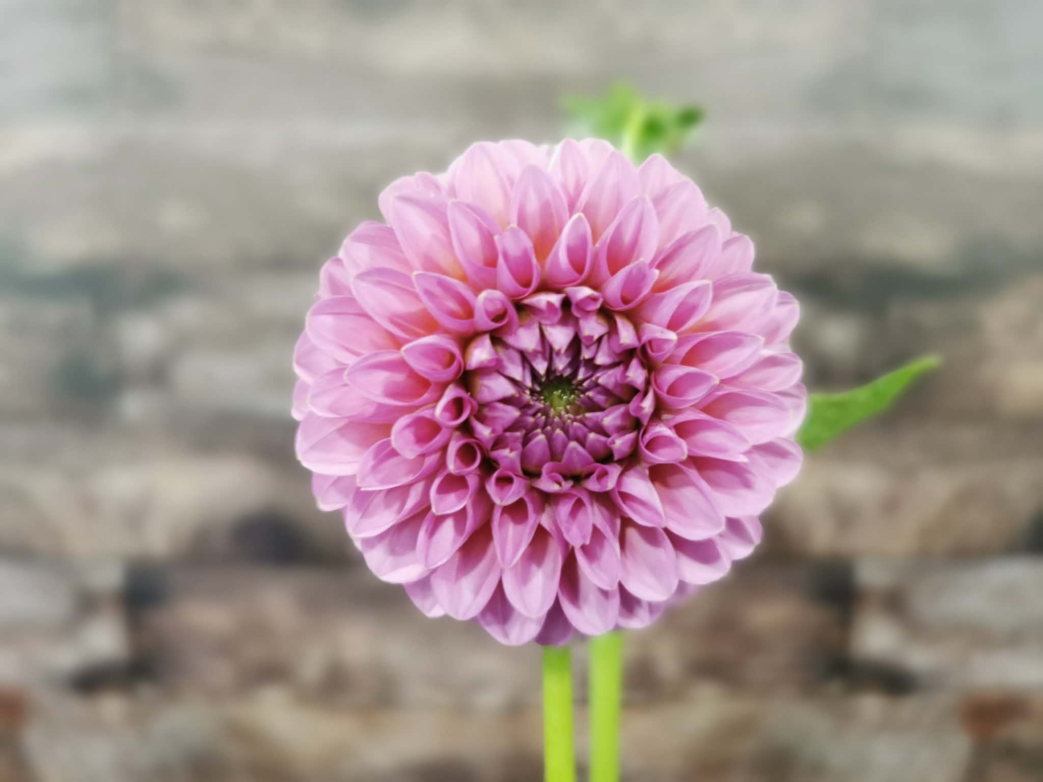 Florelie Lizzie Lou