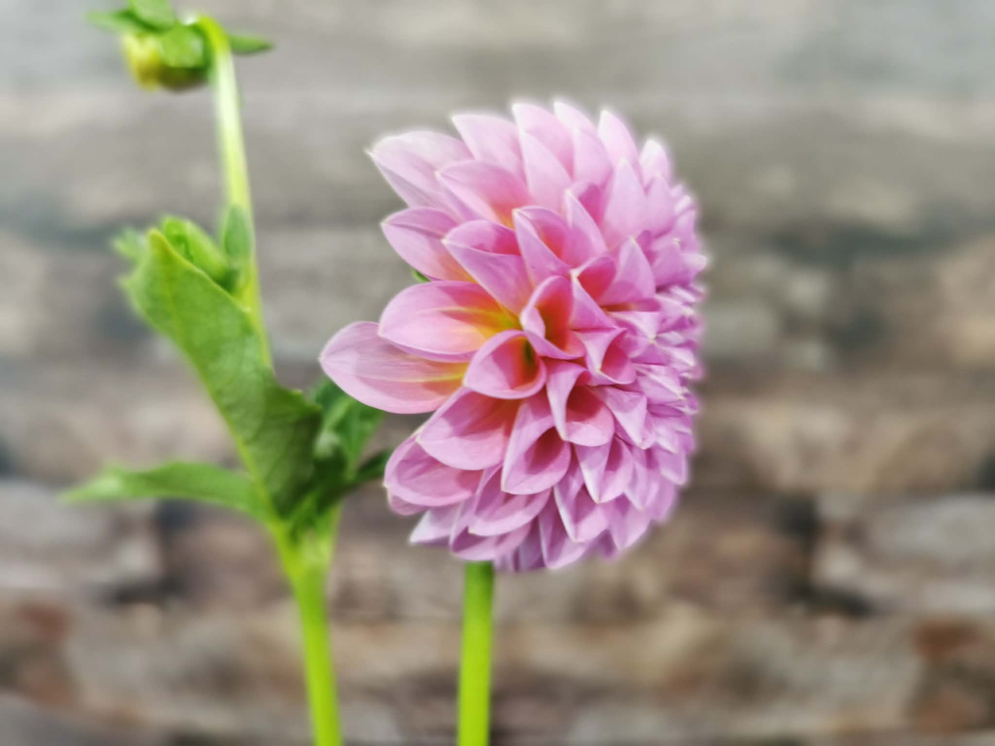 Florelie Lizzie Lou