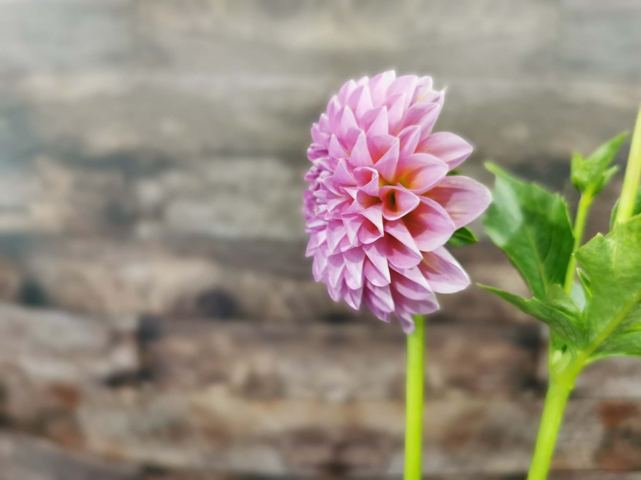 Florelie Lizzie Lou