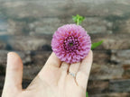 Florelie Lizzie Lou