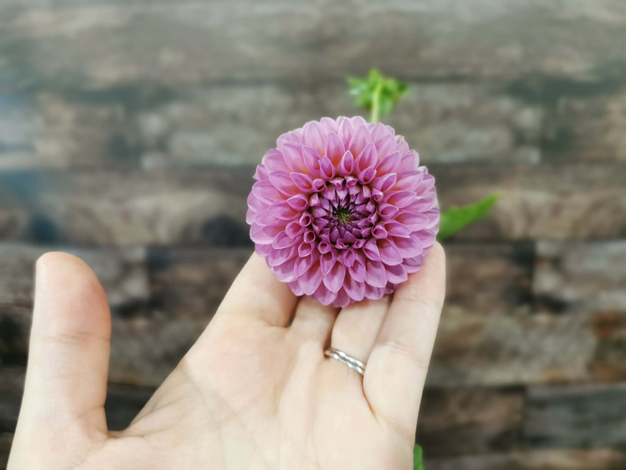 Florelie Lizzie Lou