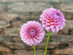 Florelie Lizzie Lou