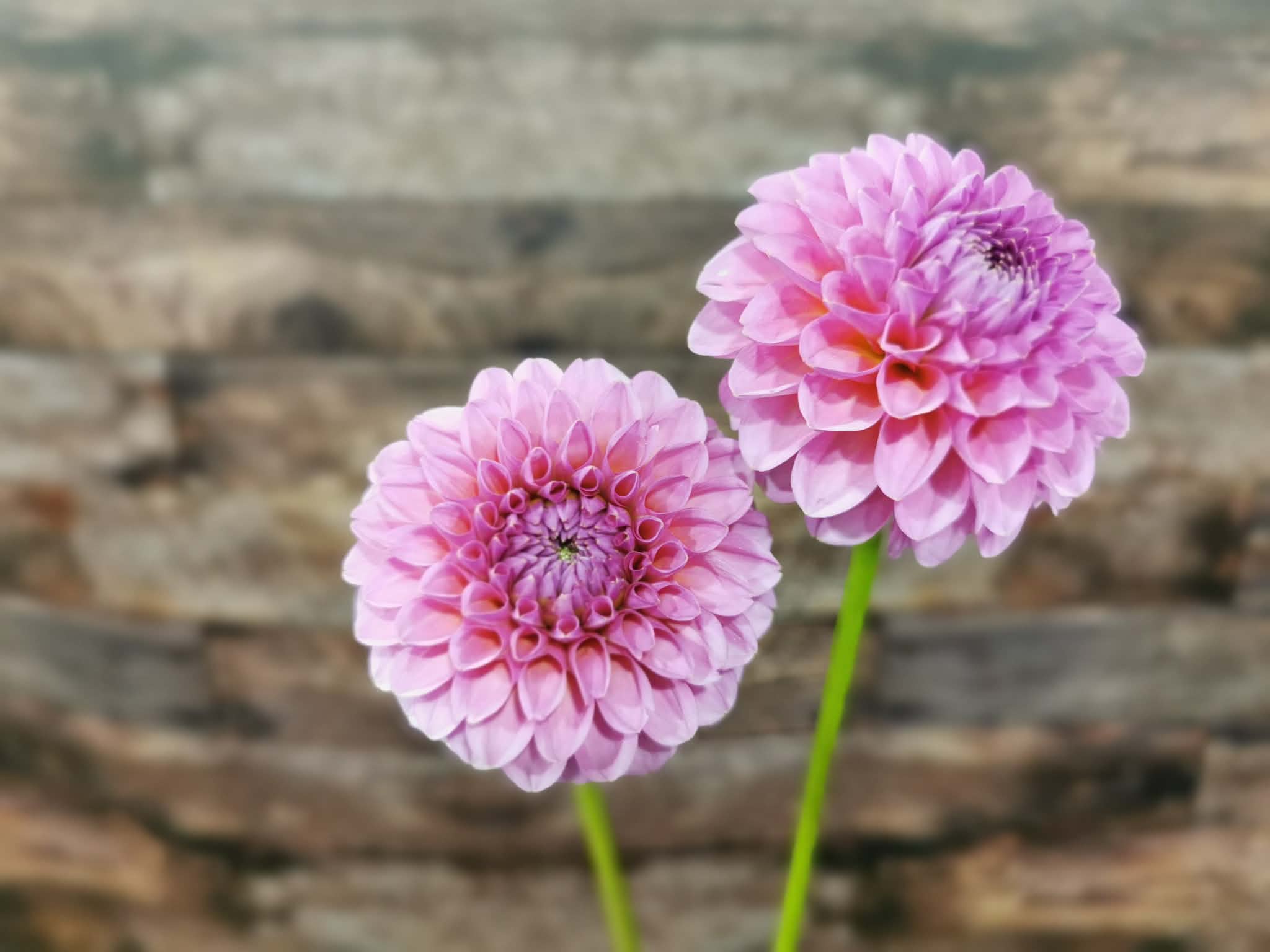 Florelie Lizzie Lou