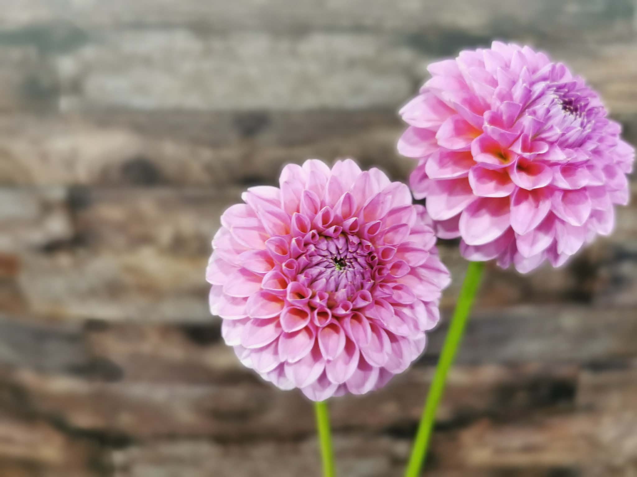 Florelie Lizzie Lou