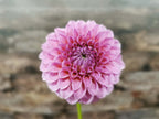 Florelie Lizzie Lou
