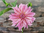 Florelie Meagan