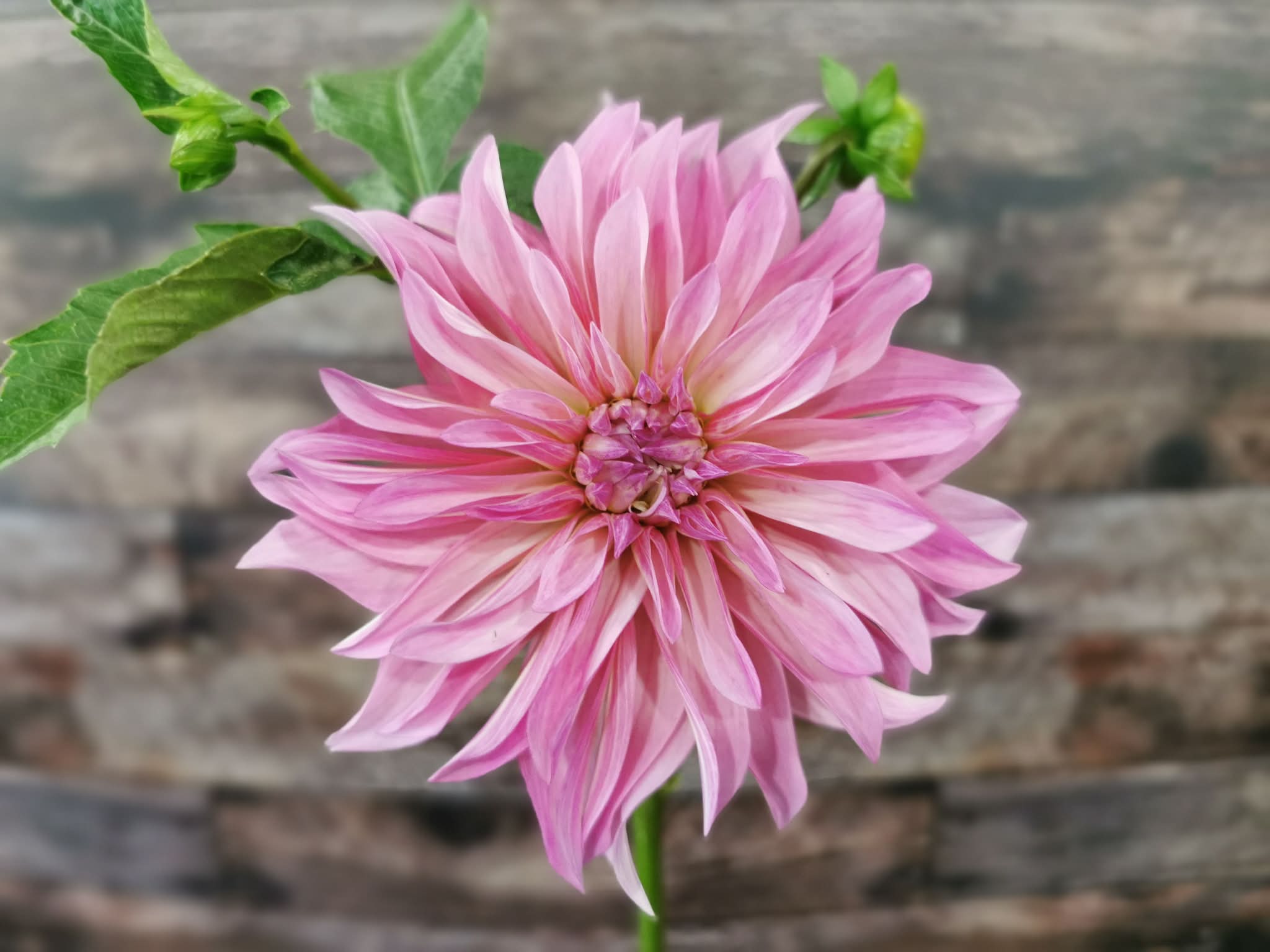 Florelie Meagan