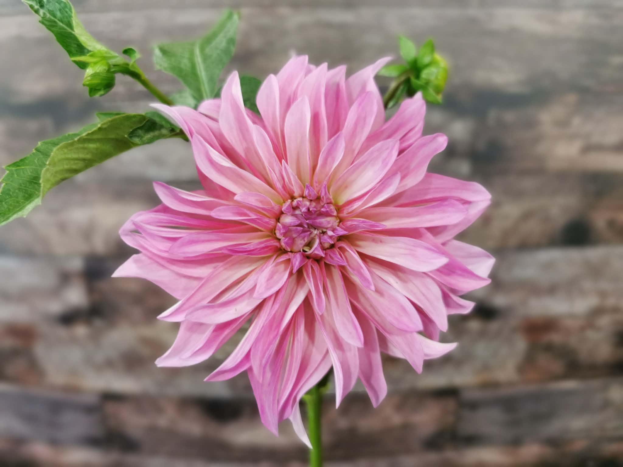 Florelie Meagan