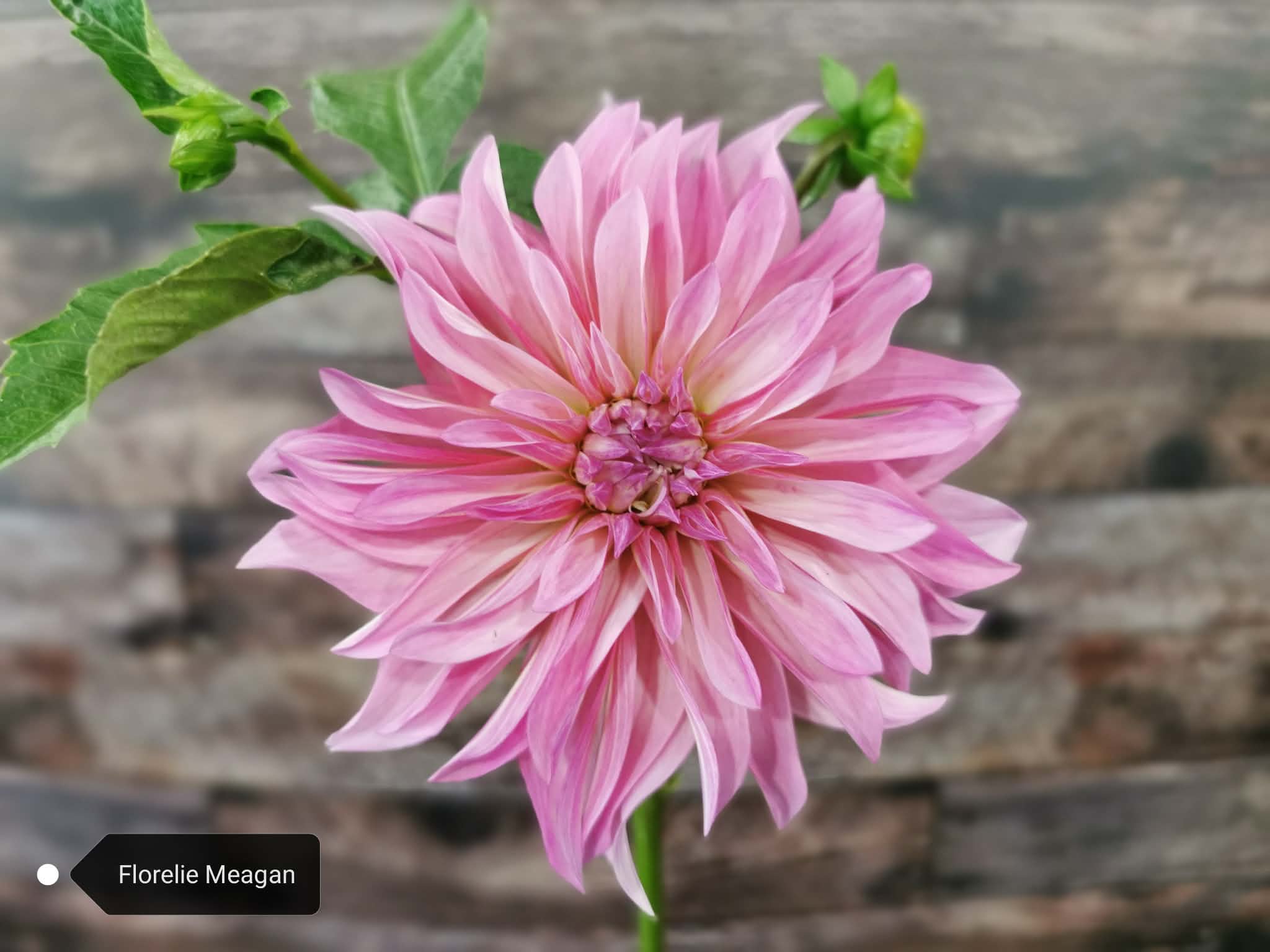 Florelie Meagan