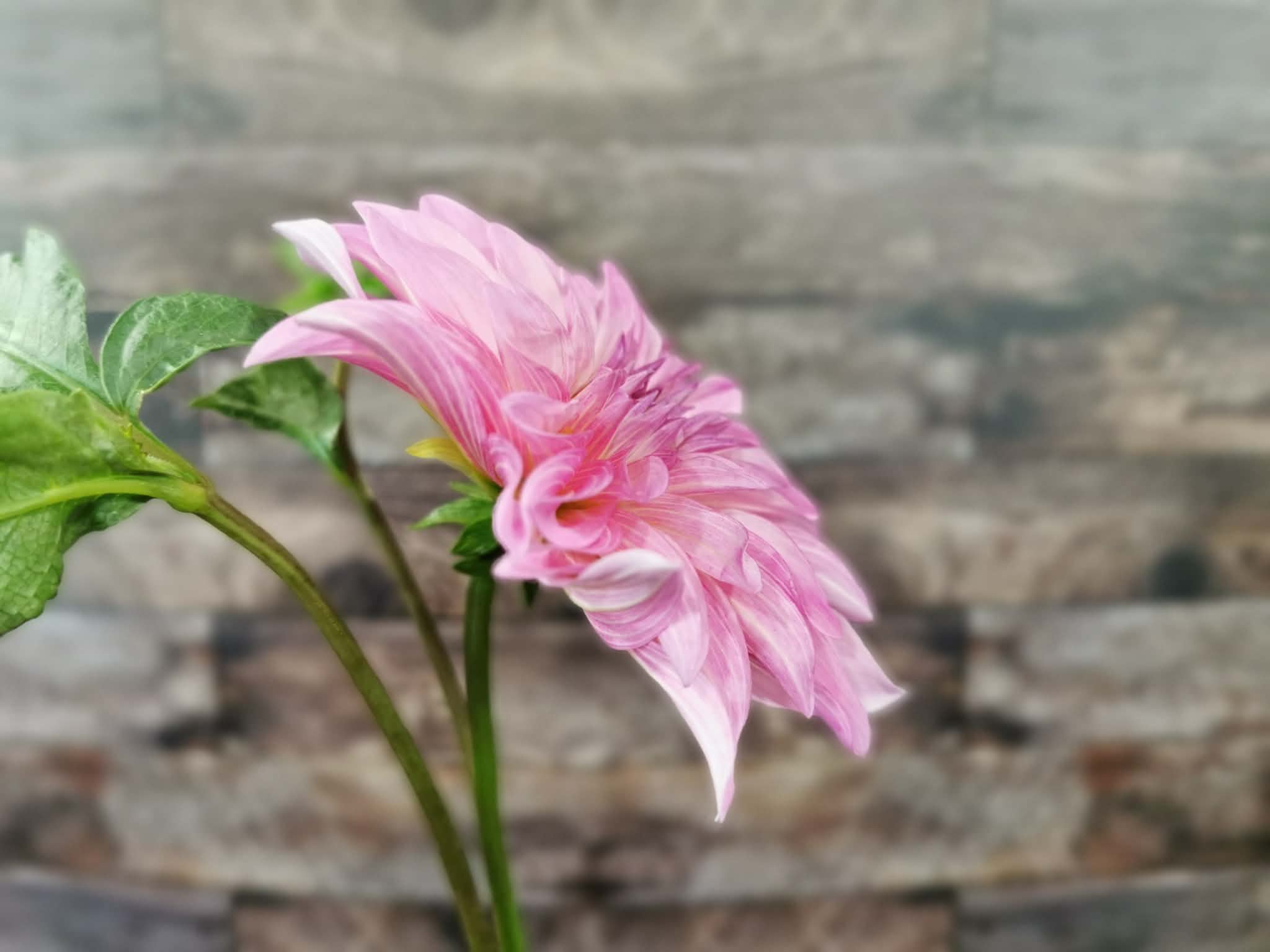 Florelie Meagan