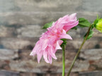 Florelie Meagan