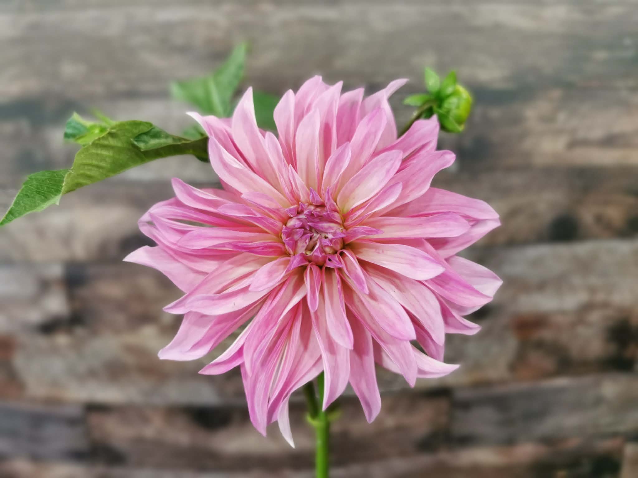 Florelie Meagan