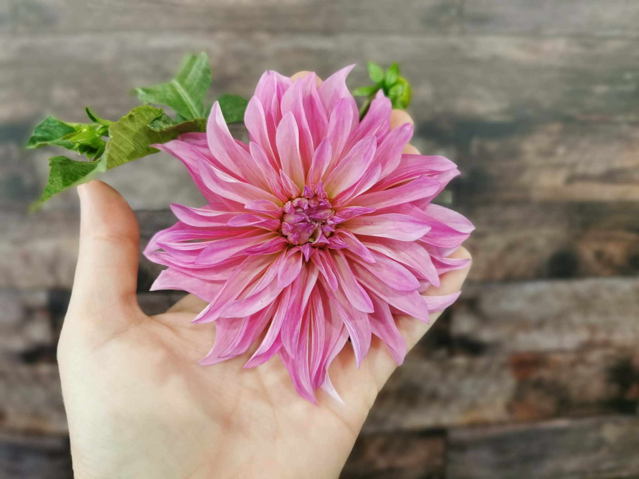 Florelie Meagan